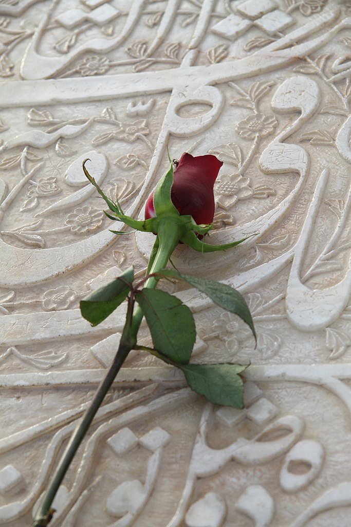  Every day a red rose is left on tomb of Hafez in Shira.z